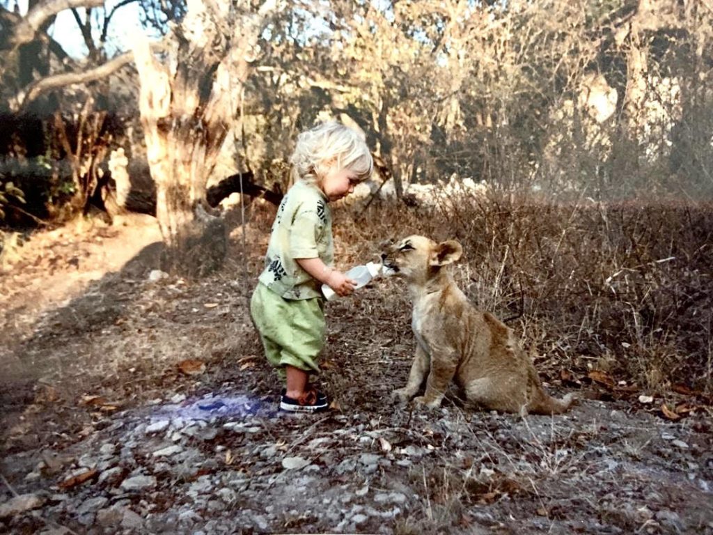 Young child give a lion cub some milk from a bottle in the wild.